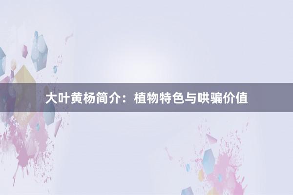 大叶黄杨简介：植物特色与哄骗价值